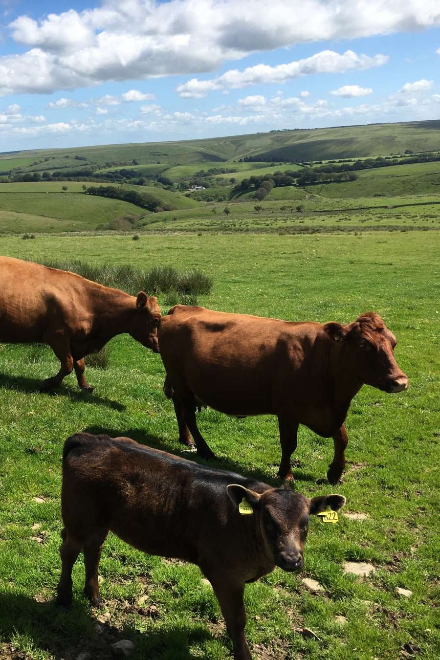 Exmoor Forest Inn | Historic Inn at the heart of Exmoor National Park