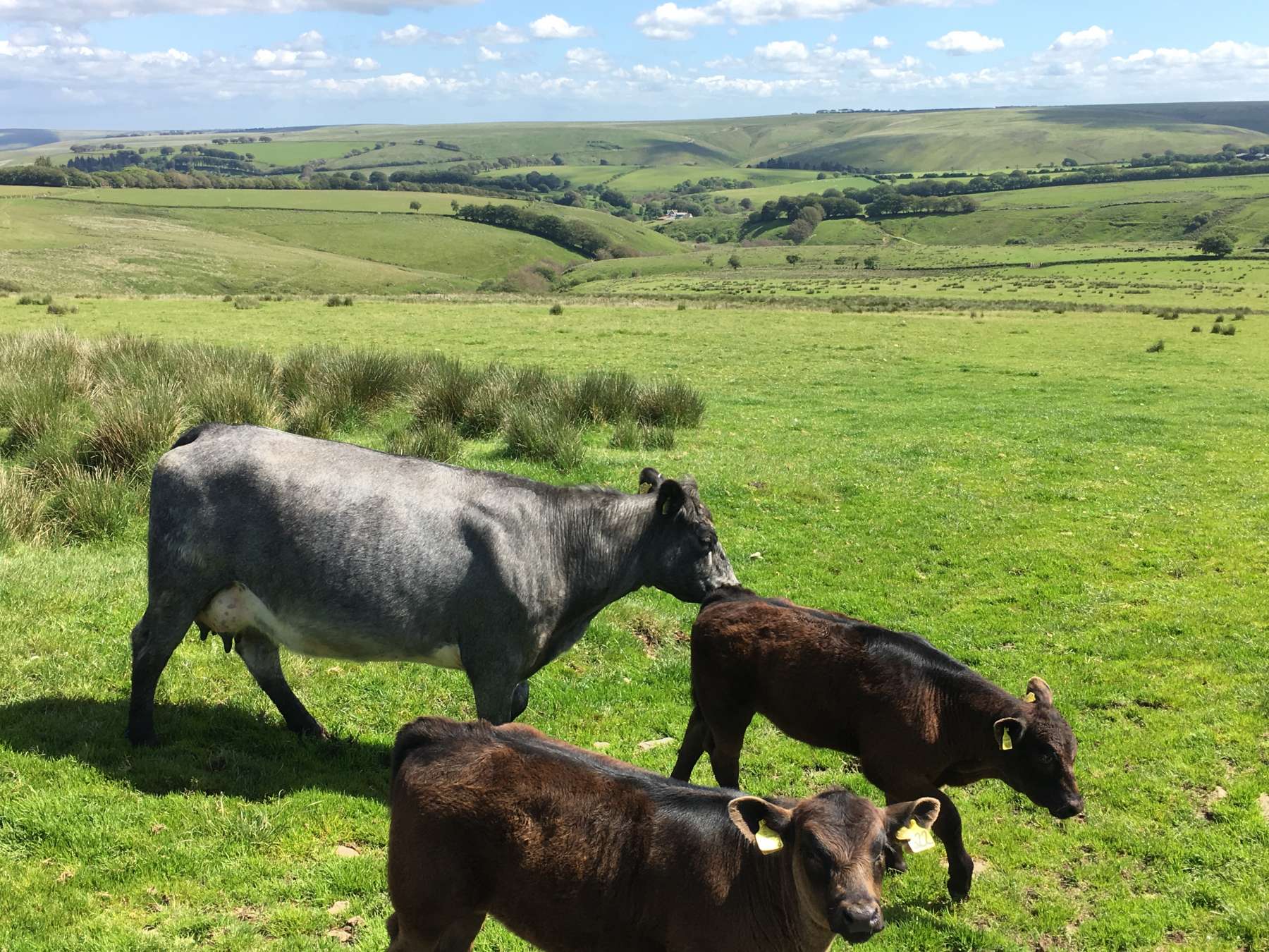 Exmoor Forest Inn | Historic Inn at the heart of Exmoor National Park